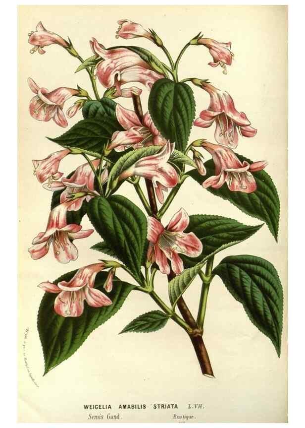 Reproducción/Reproduction 49587687821: Flore des serres et des jardins de l'Europe. A Gand :chez Louis van Houtte, eÌditeur,1845-1880.. 