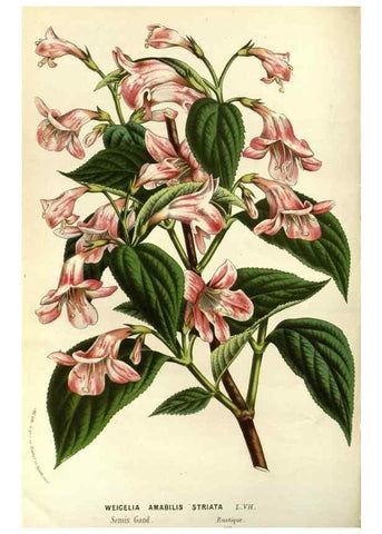Reproducción/Reproduction 49587687821: Flore des serres et des jardins de l'Europe. A Gand :chez Louis van Houtte, eÌditeur,1845-1880.. 