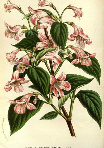 Reproducción/Reproduction 49587687821: Flore des serres et des jardins de l'Europe. A Gand :chez Louis van Houtte, eÌditeur,1845-1880.. 