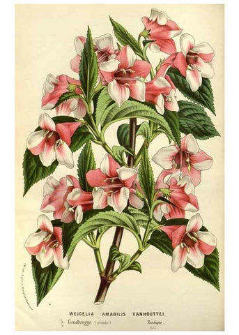 Reproducción/Reproduction 49587930622: Flore des serres et des jardins de l'Europe. A Gand :chez Louis van Houtte, eÌditeur,1845-1880.. 