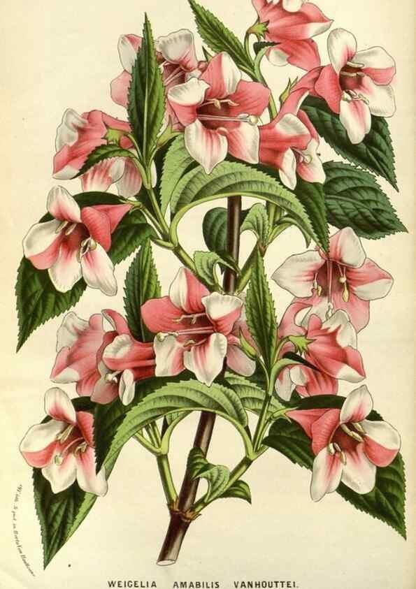 Reproducción/Reproduction 49587930622: Flore des serres et des jardins de l'Europe. A Gand :chez Louis van Houtte, eÌditeur,1845-1880.. 