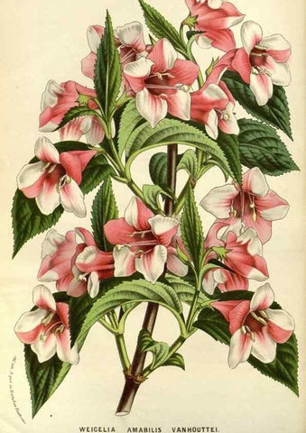 Reproducción/Reproduction 49587930622: Flore des serres et des jardins de l'Europe. A Gand :chez Louis van Houtte, eÌditeur,1845-1880.. 