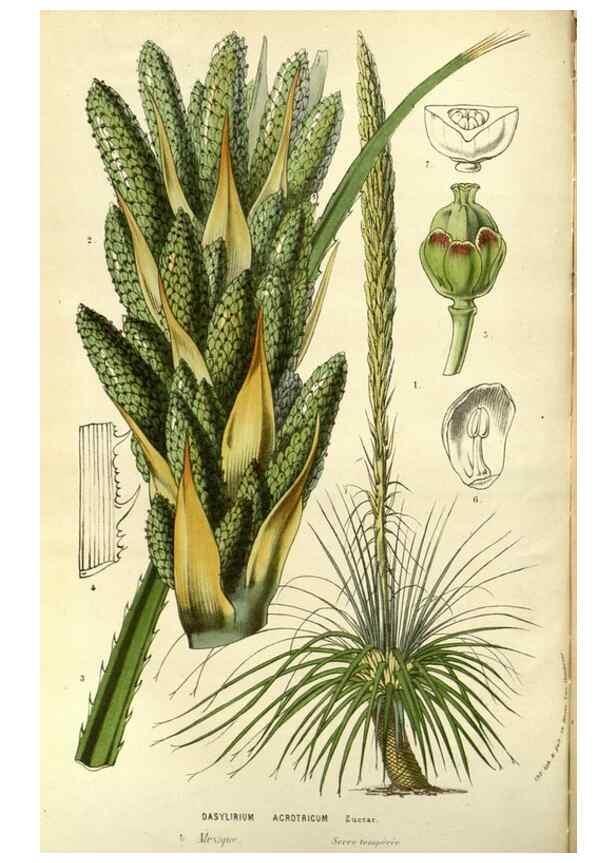 Reproducción/Reproduction 49587192813: Flore des serres et des jardins de l'Europe. A Gand :chez Louis van Houtte, eÌditeur,1845-1880.. 