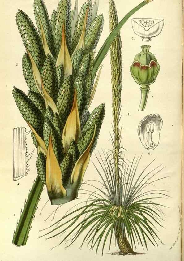 Reproducción/Reproduction 49587192813: Flore des serres et des jardins de l'Europe. A Gand :chez Louis van Houtte, eÌditeur,1845-1880.. 