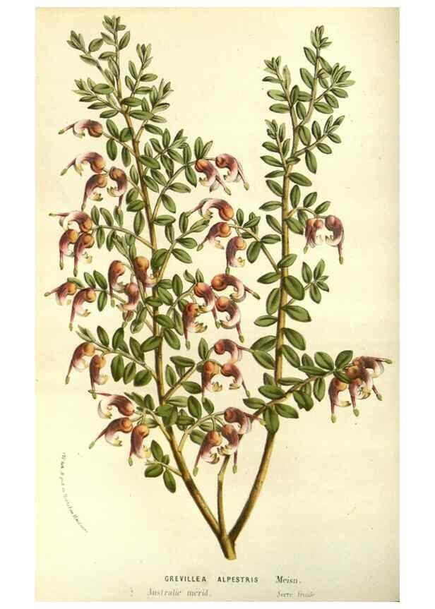 Reproducción/Reproduction 49587931067: Flore des serres et des jardins de l'Europe. A Gand :chez Louis van Houtte, eÌditeur,1845-1880.. 