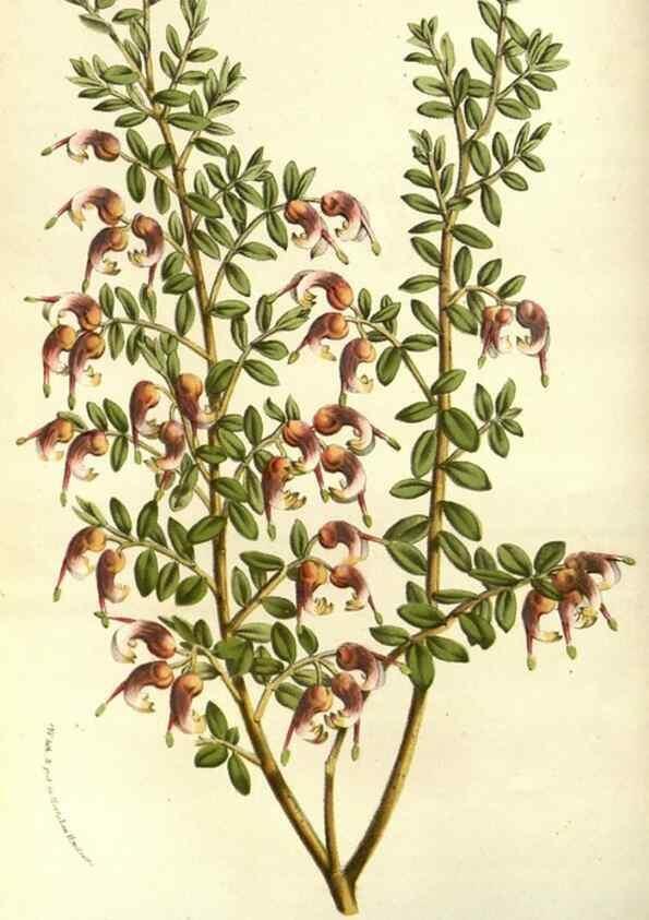 Reproducción/Reproduction 49587931067: Flore des serres et des jardins de l'Europe. A Gand :chez Louis van Houtte, eÌditeur,1845-1880.. 