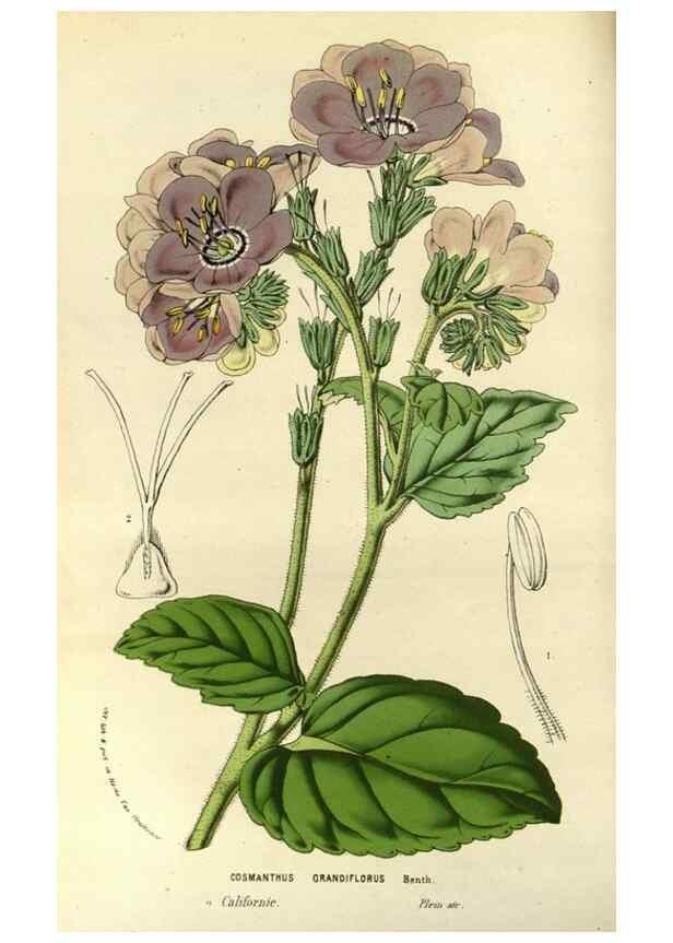 Reproducción/Reproduction 49587931492: Flore des serres et des jardins de l'Europe. A Gand :chez Louis van Houtte, eÌditeur,1845-1880.. 