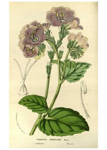Reproducción/Reproduction 49587931492: Flore des serres et des jardins de l'Europe. A Gand :chez Louis van Houtte, eÌditeur,1845-1880.. 