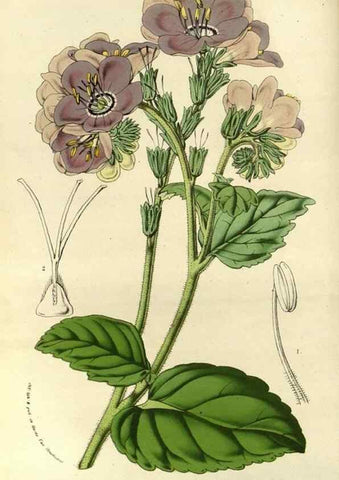 Reproducción/Reproduction 49587931492: Flore des serres et des jardins de l'Europe. A Gand :chez Louis van Houtte, eÌditeur,1845-1880.. 