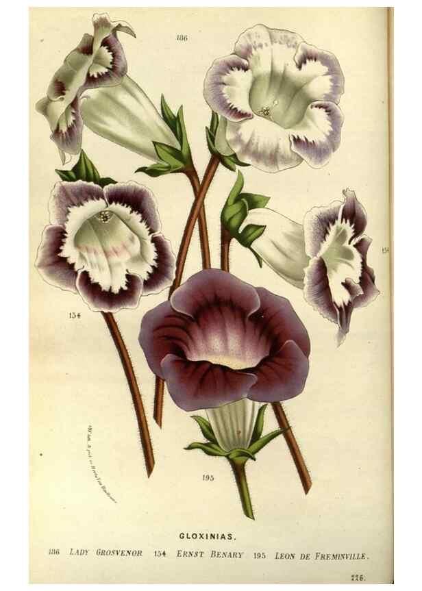 Reproducción/Reproduction 49587685976: Flore des serres et des jardins de l'Europe. A Gand :chez Louis van Houtte, eÌditeur,1845-1880.. 