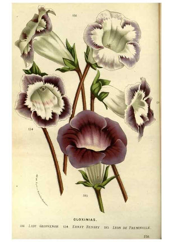 Reproducción/Reproduction 49587685976: Flore des serres et des jardins de l'Europe. A Gand :chez Louis van Houtte, eÌditeur,1845-1880.. 