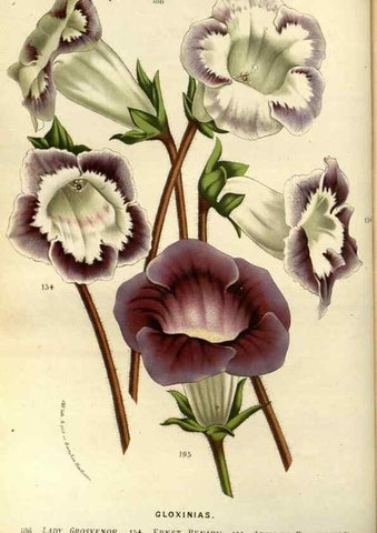 Reproducción/Reproduction 49587685976: Flore des serres et des jardins de l'Europe. A Gand :chez Louis van Houtte, eÌditeur,1845-1880.. 