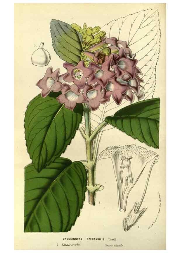 Reproducción/Reproduction 49587928592: Flore des serres et des jardins de l'Europe. A Gand :chez Louis van Houtte, eÌditeur,1845-1880.. 