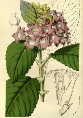 Reproducción/Reproduction 49587928592: Flore des serres et des jardins de l'Europe. A Gand :chez Louis van Houtte, eÌditeur,1845-1880.. 