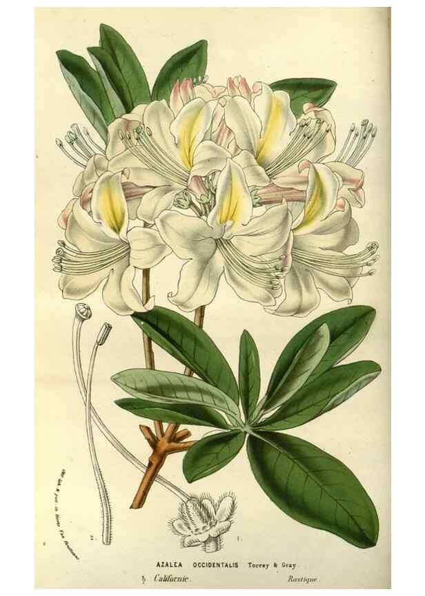 Reproducción/Reproduction 49587190238: Flore des serres et des jardins de l'Europe. A Gand :chez Louis van Houtte, eÌditeur,1845-1880.. 