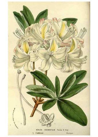 Reproducción/Reproduction 49587190238: Flore des serres et des jardins de l'Europe. A Gand :chez Louis van Houtte, eÌditeur,1845-1880.. 