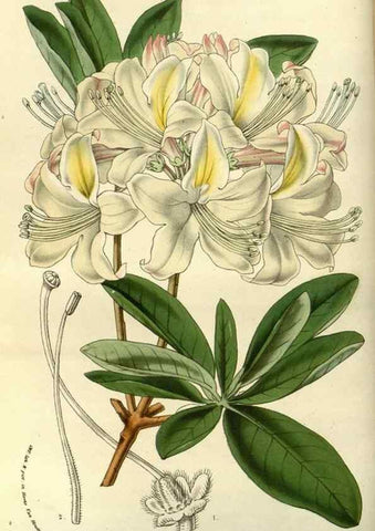 Reproducción/Reproduction 49587190238: Flore des serres et des jardins de l'Europe. A Gand :chez Louis van Houtte, eÌditeur,1845-1880.. 