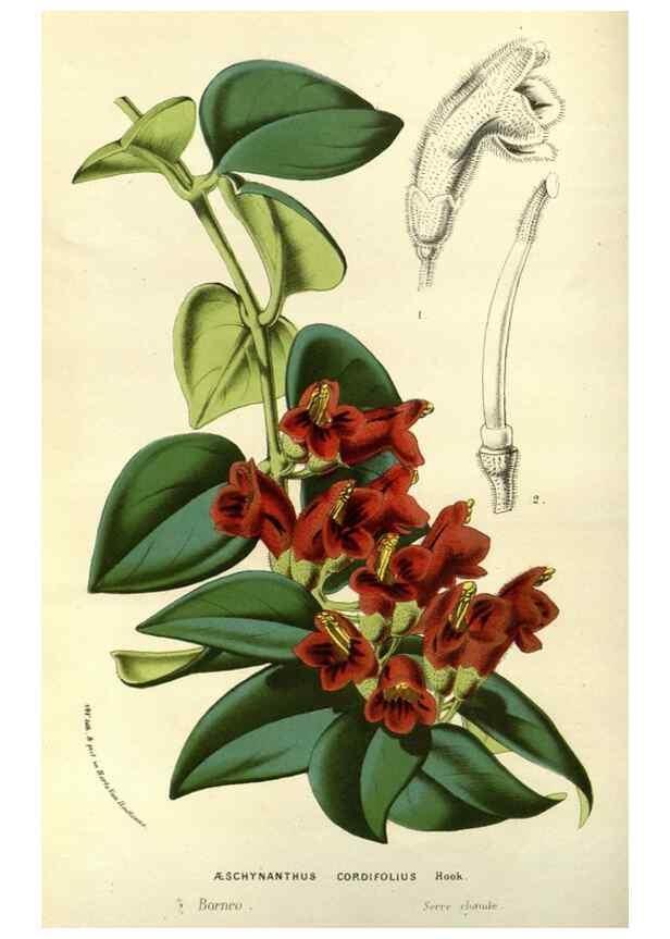 Reproducción/Reproduction 49587685376: Flore des serres et des jardins de l'Europe. A Gand :chez Louis van Houtte, eÌditeur,1845-1880.. 