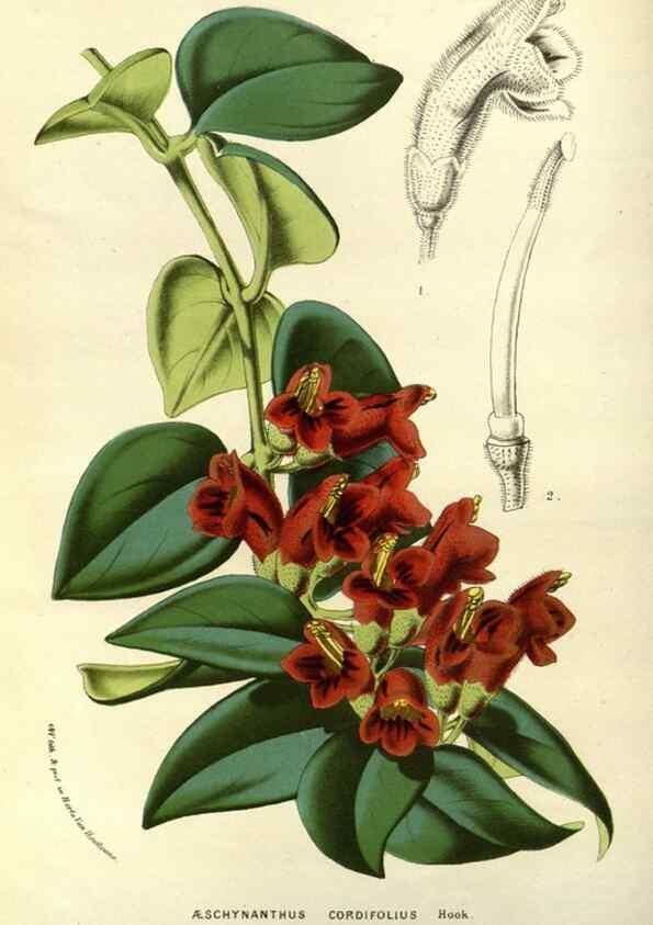 Reproducción/Reproduction 49587685376: Flore des serres et des jardins de l'Europe. A Gand :chez Louis van Houtte, eÌditeur,1845-1880.. 