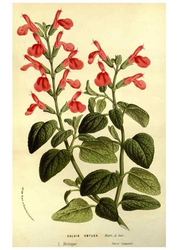 Reproducción/Reproduction 49587681696: Flore des serres et des jardins de l'Europe. A Gand :chez Louis van Houtte, eÌditeur,1845-1880.. 