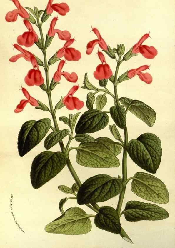 Reproducción/Reproduction 49587681696: Flore des serres et des jardins de l'Europe. A Gand :chez Louis van Houtte, eÌditeur,1845-1880.. 