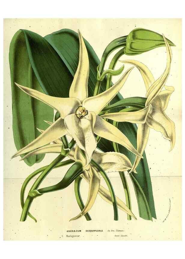 Reproducción/Reproduction 49587681906: Flore des serres et des jardins de l'Europe. A Gand :chez Louis van Houtte, eÌditeur,1845-1880.. 