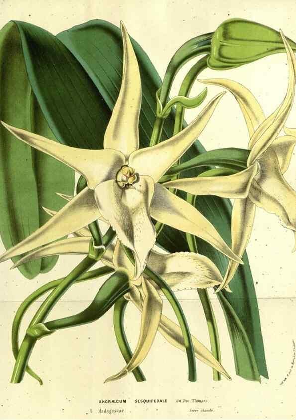 Reproducción/Reproduction 49587681906: Flore des serres et des jardins de l'Europe. A Gand :chez Louis van Houtte, eÌditeur,1845-1880.. 