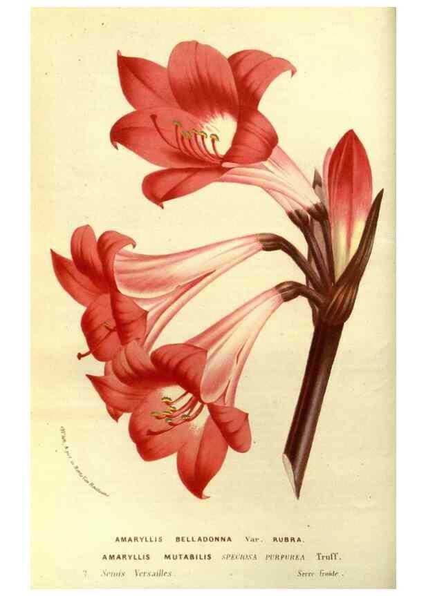 Reproducción/Reproduction 49587186668: Flore des serres et des jardins de l'Europe. A Gand :chez Louis van Houtte, eÌditeur,1845-1880.. 