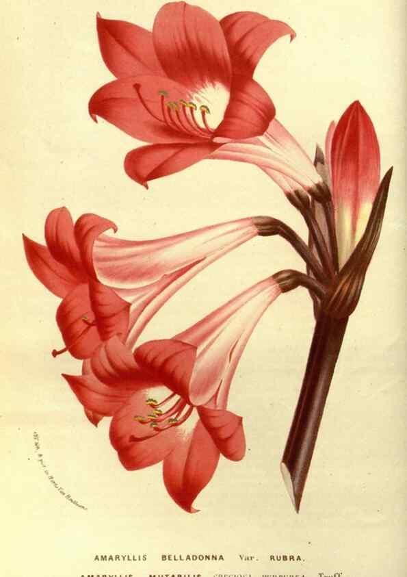 Reproducción/Reproduction 49587186668: Flore des serres et des jardins de l'Europe. A Gand :chez Louis van Houtte, eÌditeur,1845-1880.. 