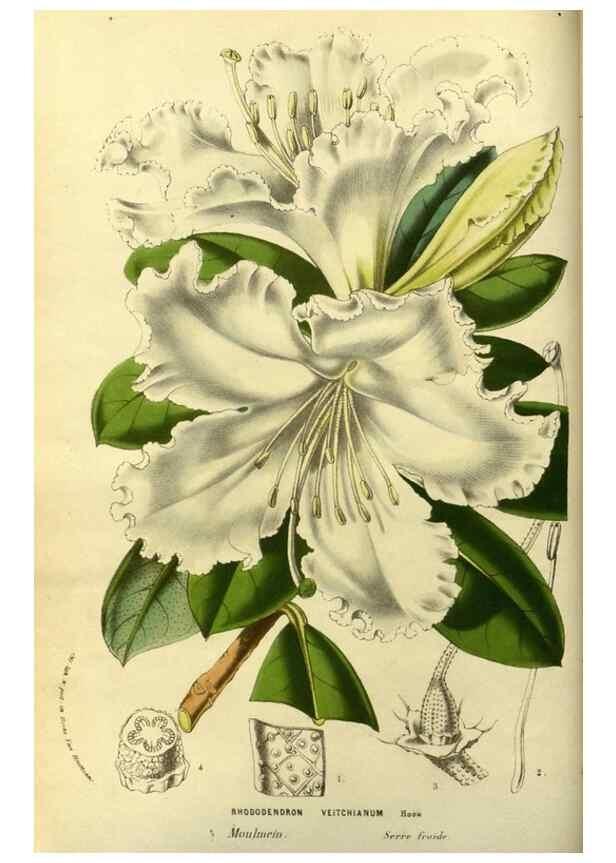 Reproducción/Reproduction 49587187203: Flore des serres et des jardins de l'Europe. A Gand :chez Louis van Houtte, eÌditeur,1845-1880.. 