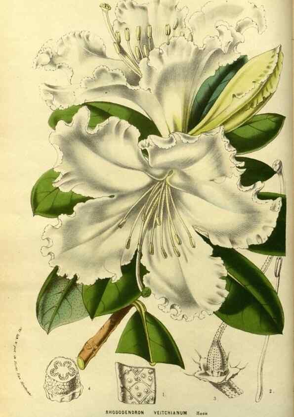 Reproducción/Reproduction 49587187203: Flore des serres et des jardins de l'Europe. A Gand :chez Louis van Houtte, eÌditeur,1845-1880.. 