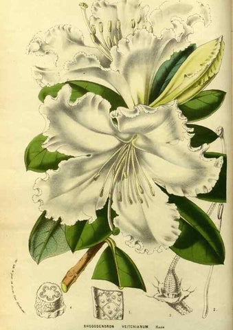 Reproducción/Reproduction 49587187203: Flore des serres et des jardins de l'Europe. A Gand :chez Louis van Houtte, eÌditeur,1845-1880.. 