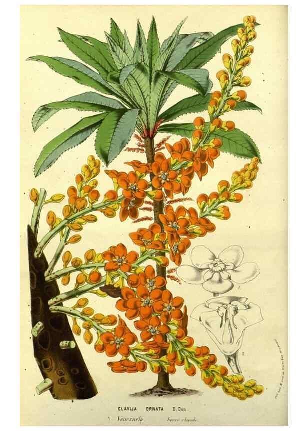 Reproducción/Reproduction 49587925572: Flore des serres et des jardins de l'Europe. A Gand :chez Louis van Houtte, eÌditeur,1845-1880.. 