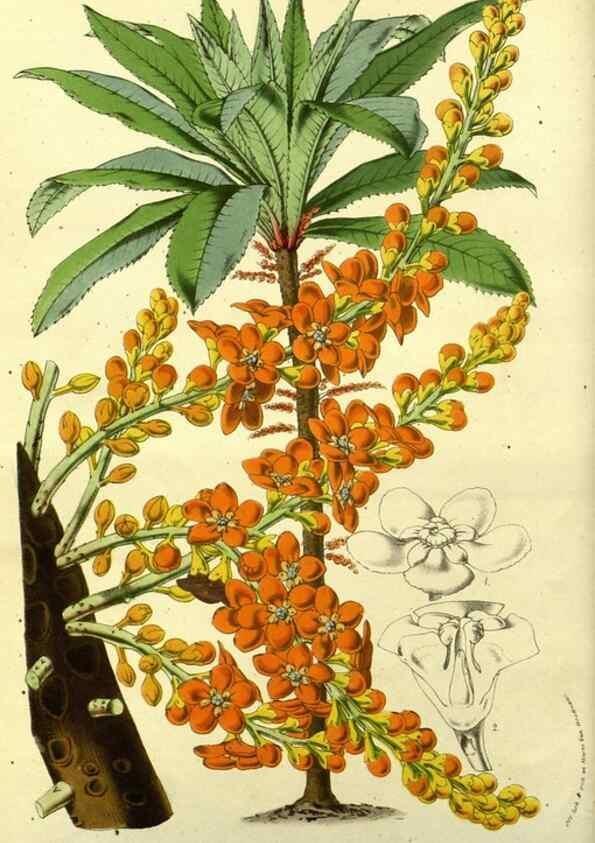 Reproducción/Reproduction 49587925572: Flore des serres et des jardins de l'Europe. A Gand :chez Louis van Houtte, eÌditeur,1845-1880.. 