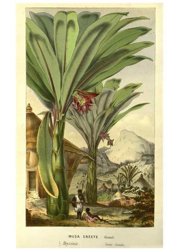 Reproducción/Reproduction 49587925937: Flore des serres et des jardins de l'Europe. A Gand :chez Louis van Houtte, eÌditeur,1845-1880.. 