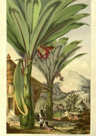 Reproducción/Reproduction 49587925937: Flore des serres et des jardins de l'Europe. A Gand :chez Louis van Houtte, eÌditeur,1845-1880.. 