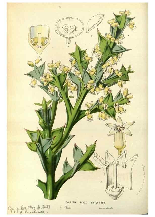 Reproducción/Reproduction 49587193708: Flore des serres et des jardins de l'Europe. A Gand :chez Louis van Houtte, eÌditeur,1845-1880.. 
