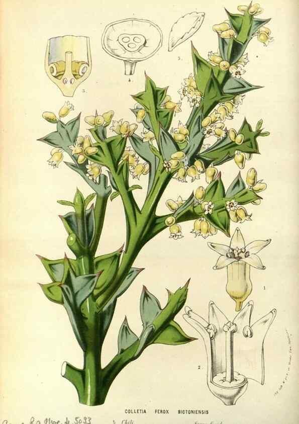 Reproducción/Reproduction 49587193708: Flore des serres et des jardins de l'Europe. A Gand :chez Louis van Houtte, eÌditeur,1845-1880.. 
