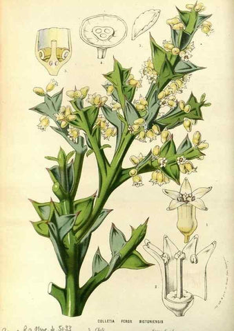 Reproducción/Reproduction 49587193708: Flore des serres et des jardins de l'Europe. A Gand :chez Louis van Houtte, eÌditeur,1845-1880.. 