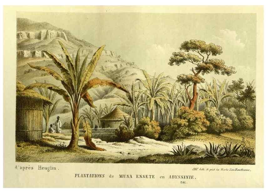 Reproducción/Reproduction 49587683571: Flore des serres et des jardins de l'Europe. A Gand :chez Louis van Houtte, eÌditeur,1845-1880.. 