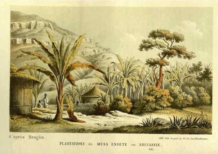 Reproducción/Reproduction 49587683571: Flore des serres et des jardins de l'Europe. A Gand :chez Louis van Houtte, eÌditeur,1845-1880.. 