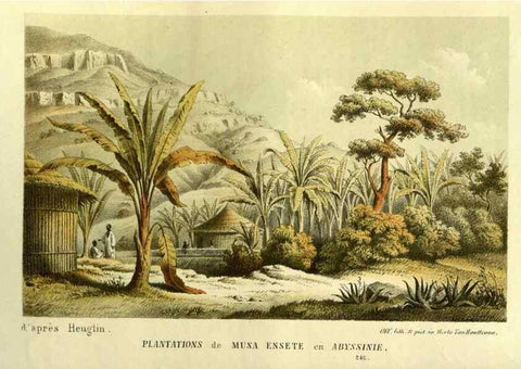 Reproducción/Reproduction 49587683571: Flore des serres et des jardins de l'Europe. A Gand :chez Louis van Houtte, eÌditeur,1845-1880.. 