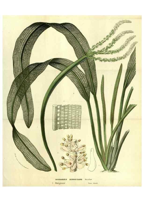 Reproducción/Reproduction 49587926647: Flore des serres et des jardins de l'Europe. A Gand :chez Louis van Houtte, eÌditeur,1845-1880.. 
