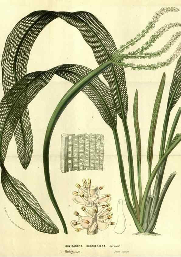Reproducción/Reproduction 49587926647: Flore des serres et des jardins de l'Europe. A Gand :chez Louis van Houtte, eÌditeur,1845-1880.. 