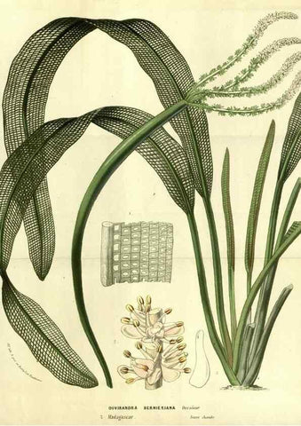 Reproducción/Reproduction 49587926647: Flore des serres et des jardins de l'Europe. A Gand :chez Louis van Houtte, eÌditeur,1845-1880.. 