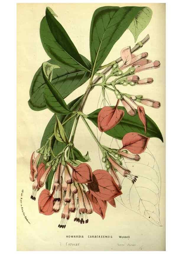 Reproducción/Reproduction 49587188663: Flore des serres et des jardins de l'Europe. A Gand :chez Louis van Houtte, eÌditeur,1845-1880.. 