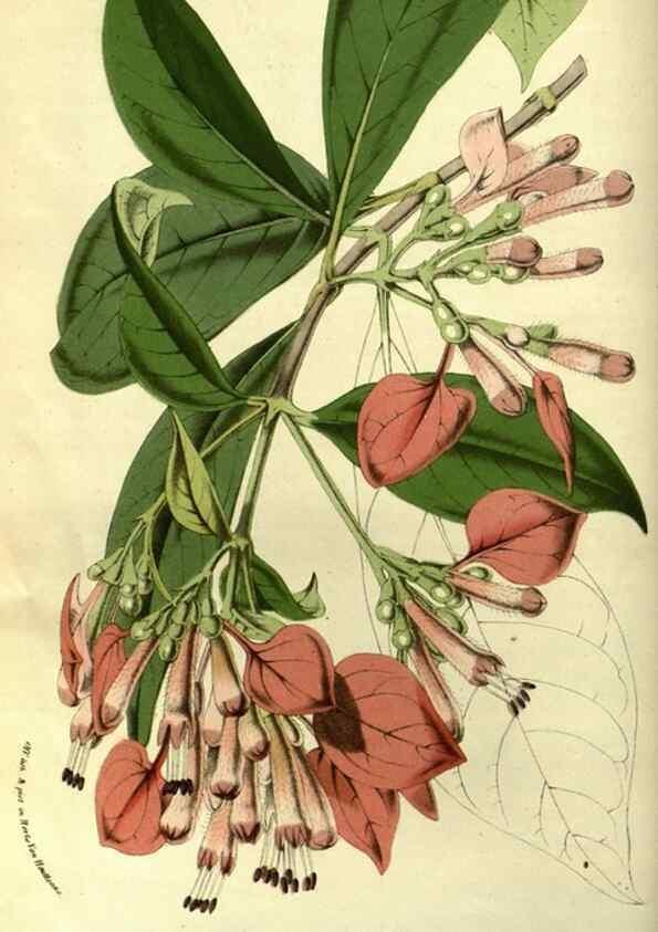 Reproducción/Reproduction 49587188663: Flore des serres et des jardins de l'Europe. A Gand :chez Louis van Houtte, eÌditeur,1845-1880.. 