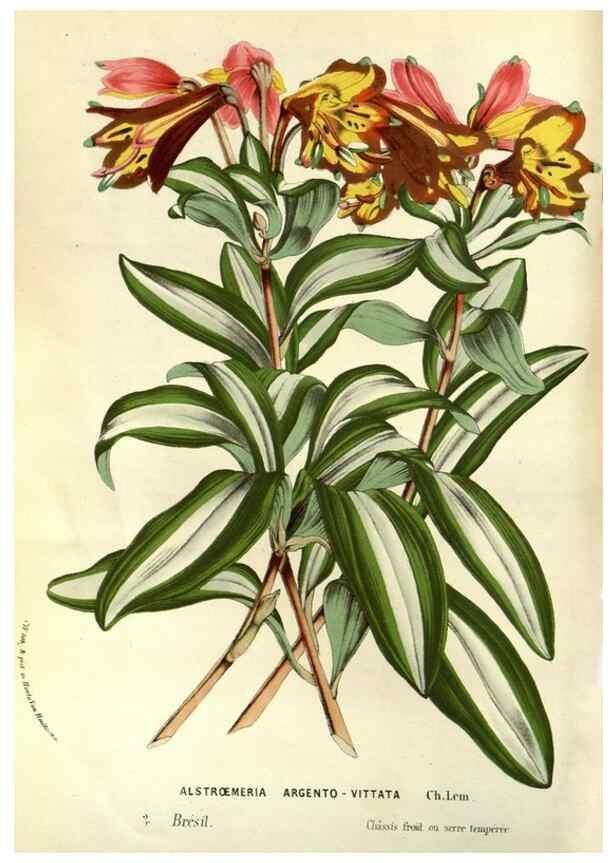Reproducción/Reproduction 49587188858: Flore des serres et des jardins de l'Europe. A Gand :chez Louis van Houtte, eÌditeur,1845-1880.. 