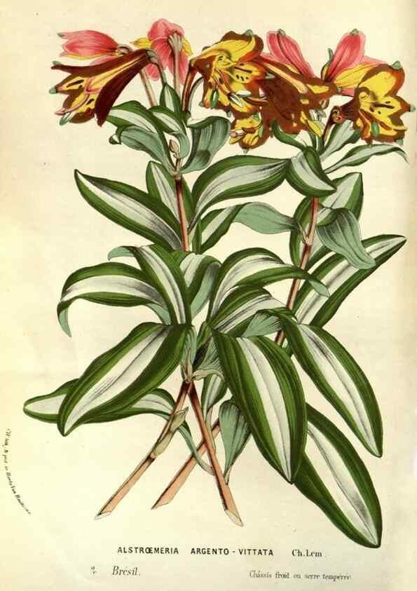 Reproducción/Reproduction 49587188858: Flore des serres et des jardins de l'Europe. A Gand :chez Louis van Houtte, eÌditeur,1845-1880.. 