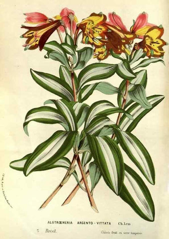 Reproducción/Reproduction 49587188858: Flore des serres et des jardins de l'Europe. A Gand :chez Louis van Houtte, eÌditeur,1845-1880.. 